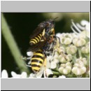 Ectemnius lituratus - Grabwespe 07 9-13mm Paarung.jpg